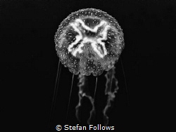 Lunacy.....! Moon Jellyfish - Aurelia aurita. New Zealand... by Stefan Follows 